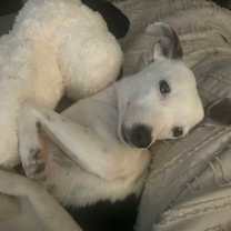 Thumbnail photo of Quinn #1