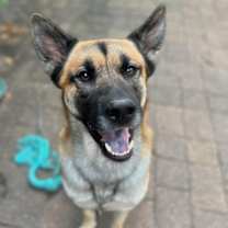 Thumbnail photo of Harley #1