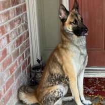 Thumbnail photo of Harley #2