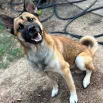 Thumbnail photo of Harley #3