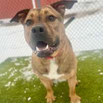 Thumbnail photo of Rufus #1