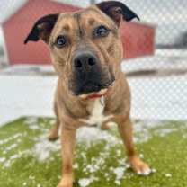 Thumbnail photo of Rufus #2