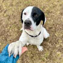 Thumbnail photo of Burton #3