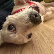 Thumbnail photo of Hoops 13633 #2