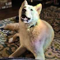 Thumbnail photo of Ghost #1