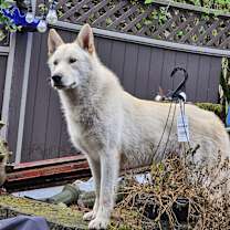 Thumbnail photo of Ghost #2