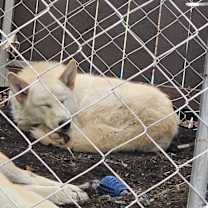 Thumbnail photo of Ghost #4