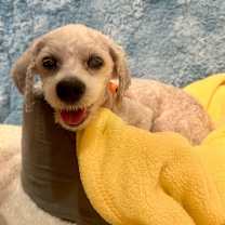 Thumbnail photo of Spencer 13647 #1