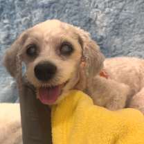 Thumbnail photo of Spencer 13647 #4