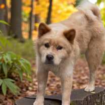 Thumbnail photo of Honey #3