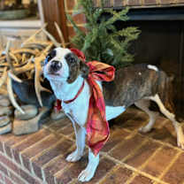 Thumbnail photo of Maggie #2