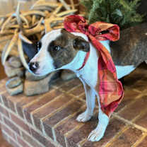 Thumbnail photo of Maggie #4