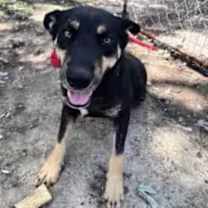 Thumbnail photo of Howard #1