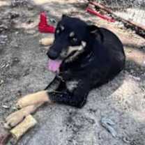 Thumbnail photo of Howard #2