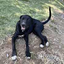 Thumbnail photo of Josie #3