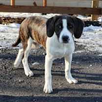 Thumbnail photo of Chopper #3