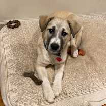 Thumbnail photo of Aspen #1