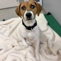 Thumbnail photo of Scout #1