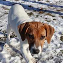 Thumbnail photo of Scout #2