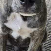 Thumbnail photo of Beignet #4