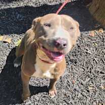 Thumbnail photo of Kobalt #1