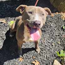 Thumbnail photo of Kobalt #2