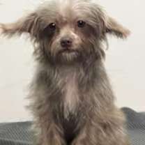 Thumbnail photo of Buttercup #2