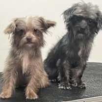 Thumbnail photo of Buttercup #3