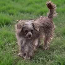 Thumbnail photo of Buttercup #4