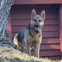 Thumbnail photo of Harley #1