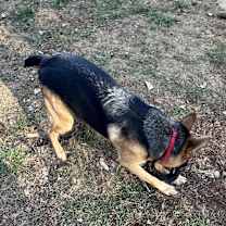 Thumbnail photo of Harley #2