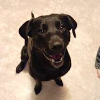 Thumbnail photo of Loki #2