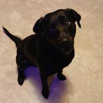 Thumbnail photo of Loki #3