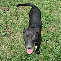 Thumbnail photo of Josie #2