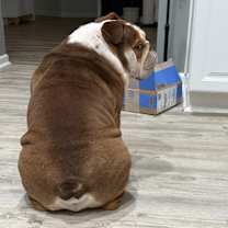 Thumbnail photo of Koby #2