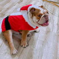 Thumbnail photo of Koby #3