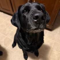 Thumbnail photo of Bailey #1