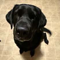 Thumbnail photo of Bailey #2