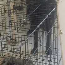 Thumbnail photo of Precious #3