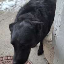 Thumbnail photo of Precious #4