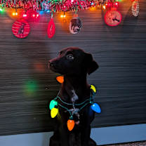 Thumbnail photo of Holly #2