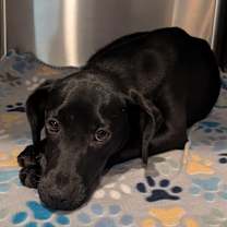 Thumbnail photo of Holly #3