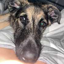 Thumbnail photo of Rocky #2