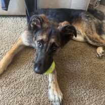 Thumbnail photo of Rocky #3