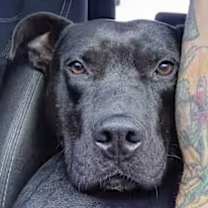 Thumbnail photo of Diesel #4