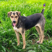 Thumbnail photo of Blair #1