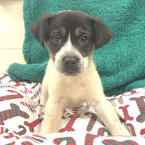 Thumbnail photo of Cereal #1