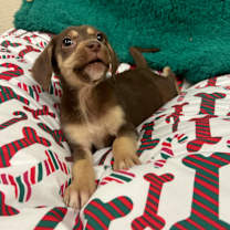 Thumbnail photo of Jelly #1