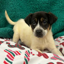 Thumbnail photo of Cereal #3