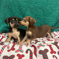 Thumbnail photo of Jelly #3